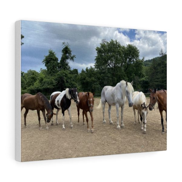 6 Horse Line Up (Front View) - Canvas Wrapped Wall Print