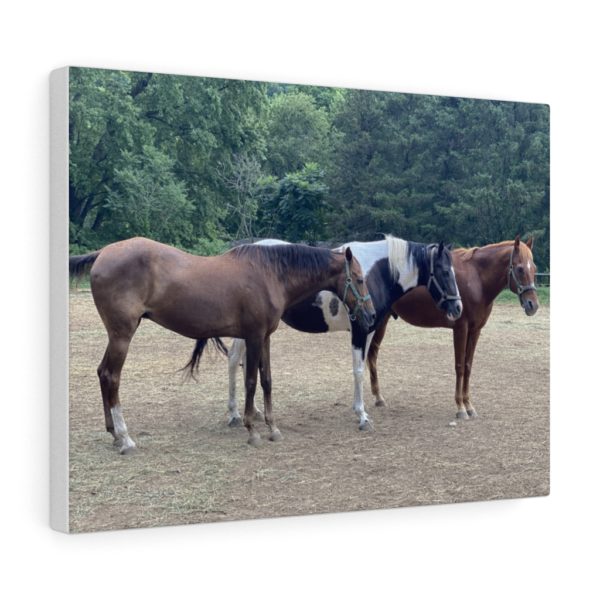 3 Horse Line Up (Side View) - Canvas Wrapped Wall Print