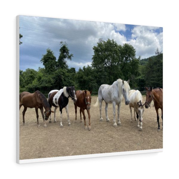 6 Horse Line Up (Front View) - Canvas Wrapped Wall Print - Image 5